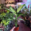 Dieffenbachia ‘Camille’