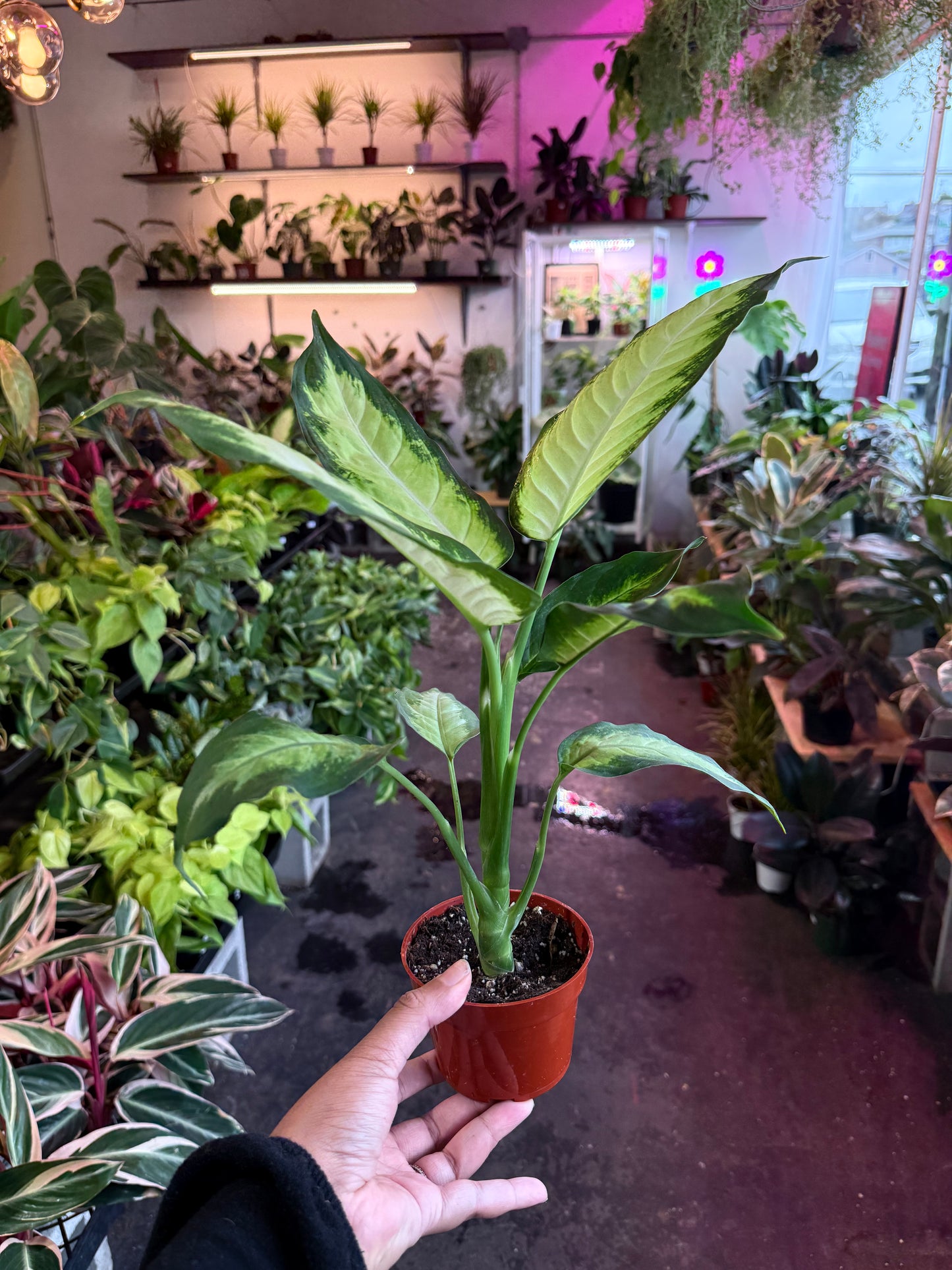Dieffenbachia ‘Camille’