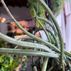 Senecio ‘Stapeliformis’