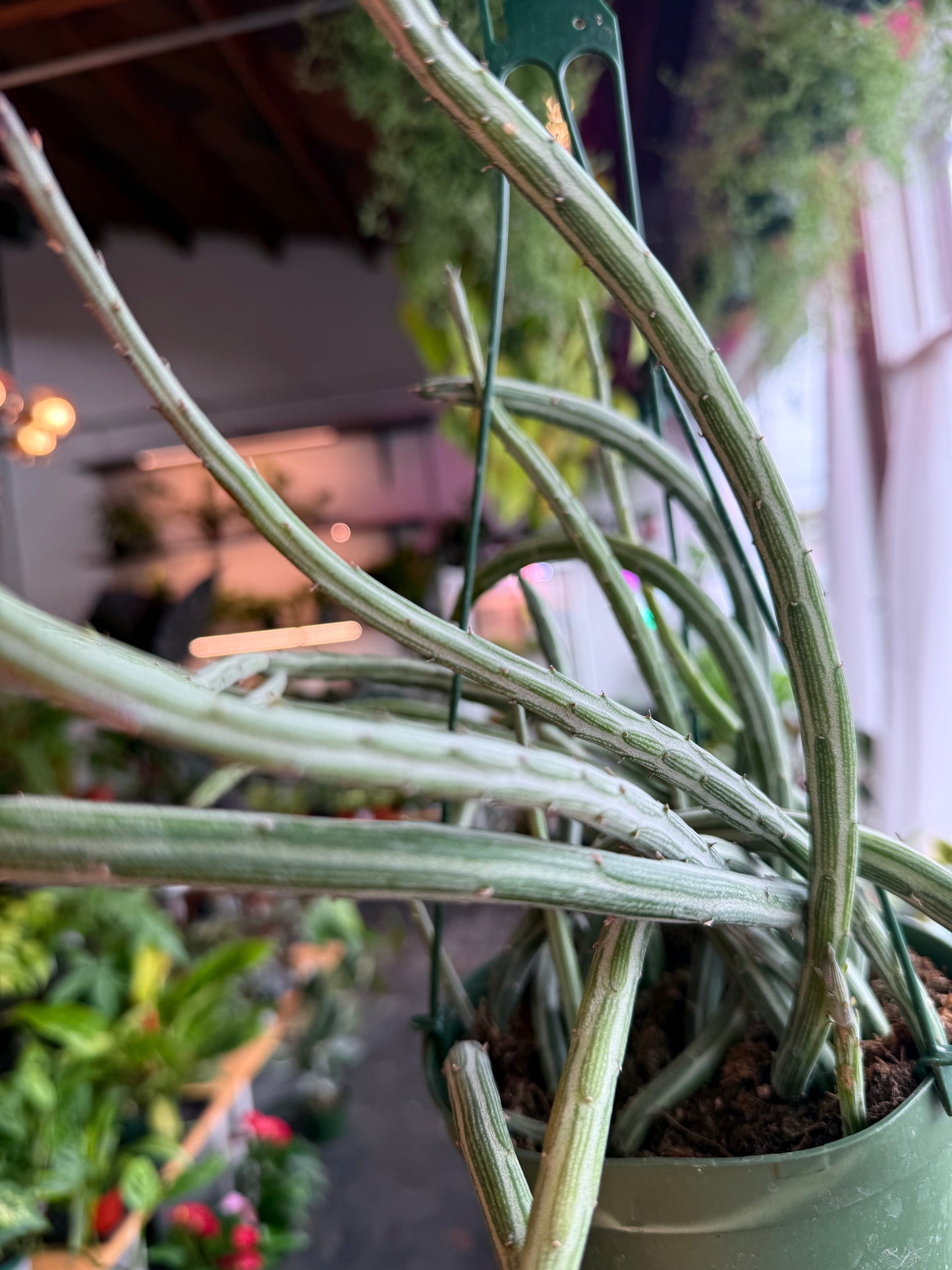Senecio ‘Stapeliformis’