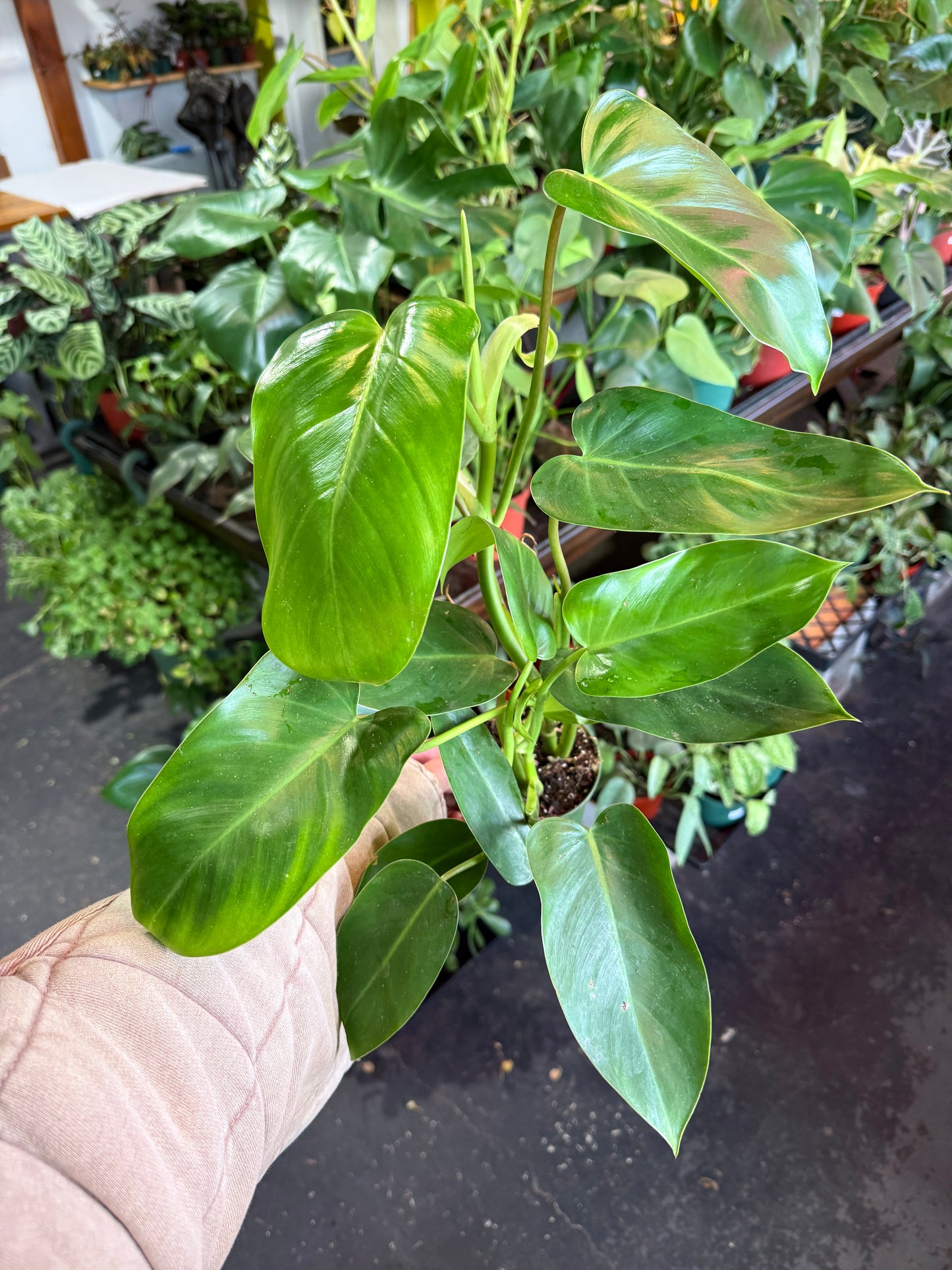 Philodendron Emerald Green
