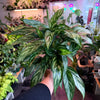 Aglaonema ‘Tigress’