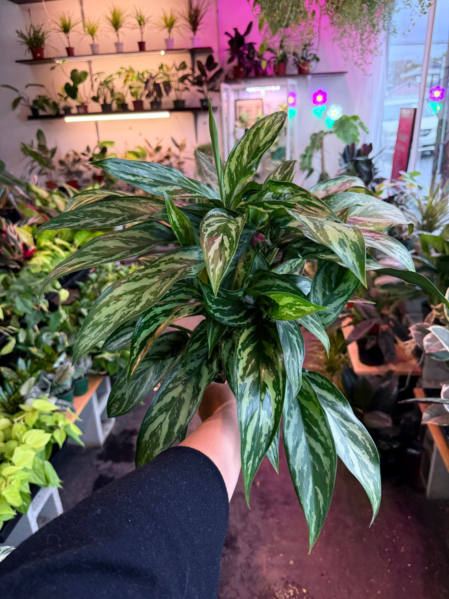 Aglaonema ‘Tigress’
