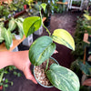 Pothos Jade Satin Variegated
