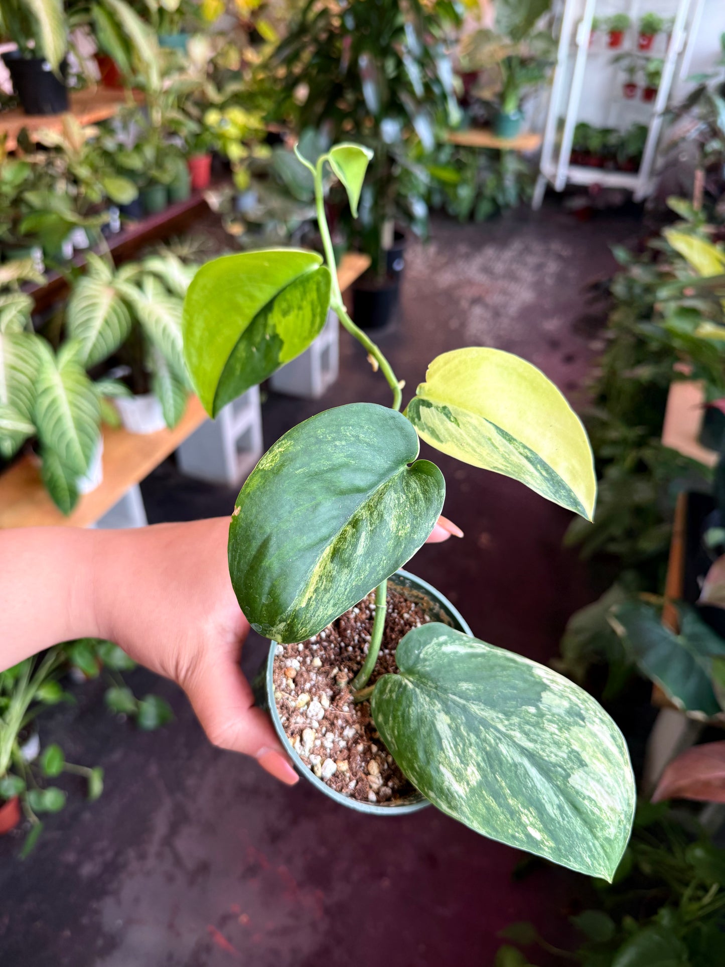 Pothos Jade Satin Variegated