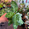 Aglaonema ‘Pictum Tricolor’