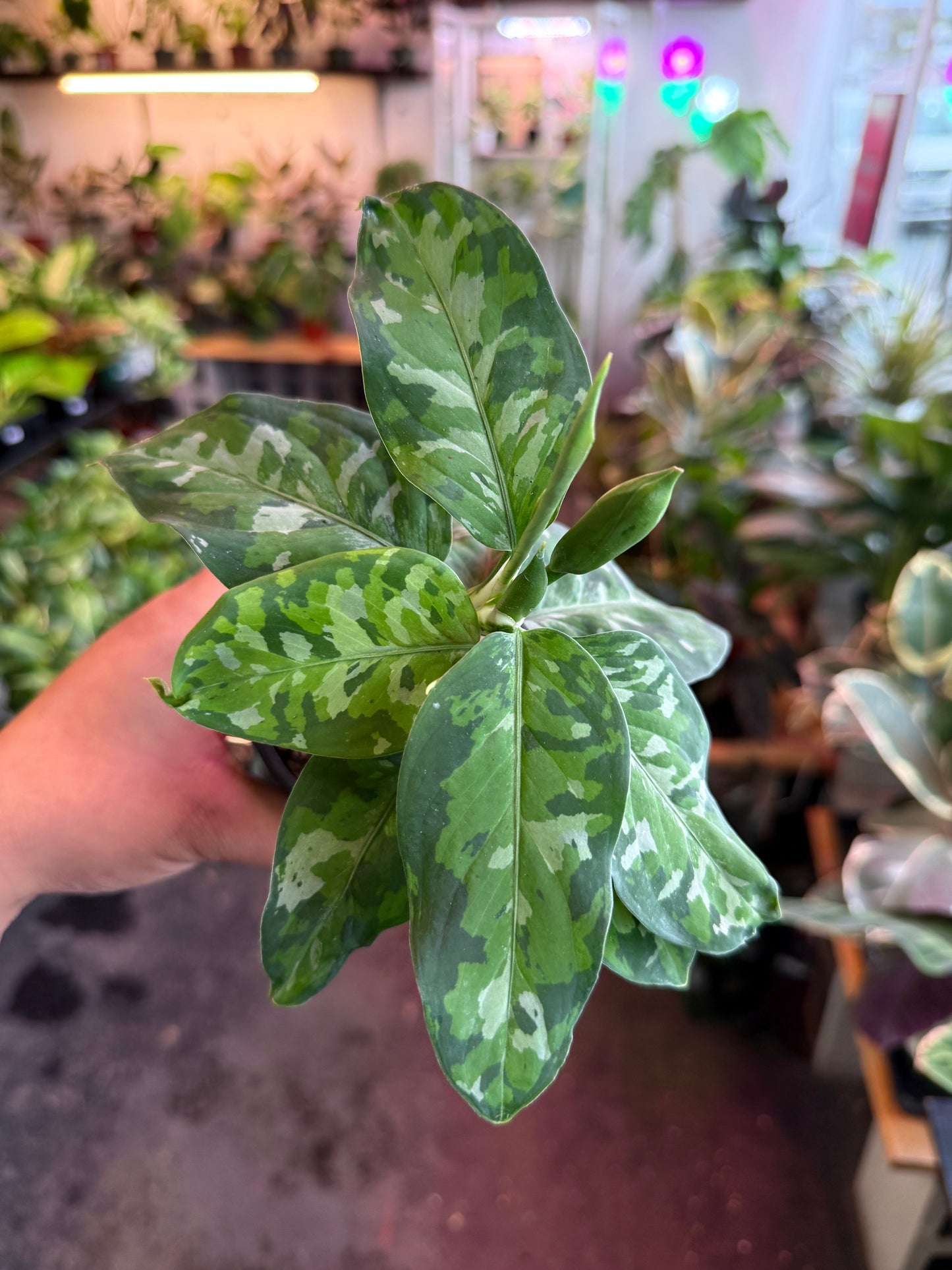 Aglaonema ‘Pictum Tricolor’