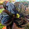 Calathea 'Dottie'