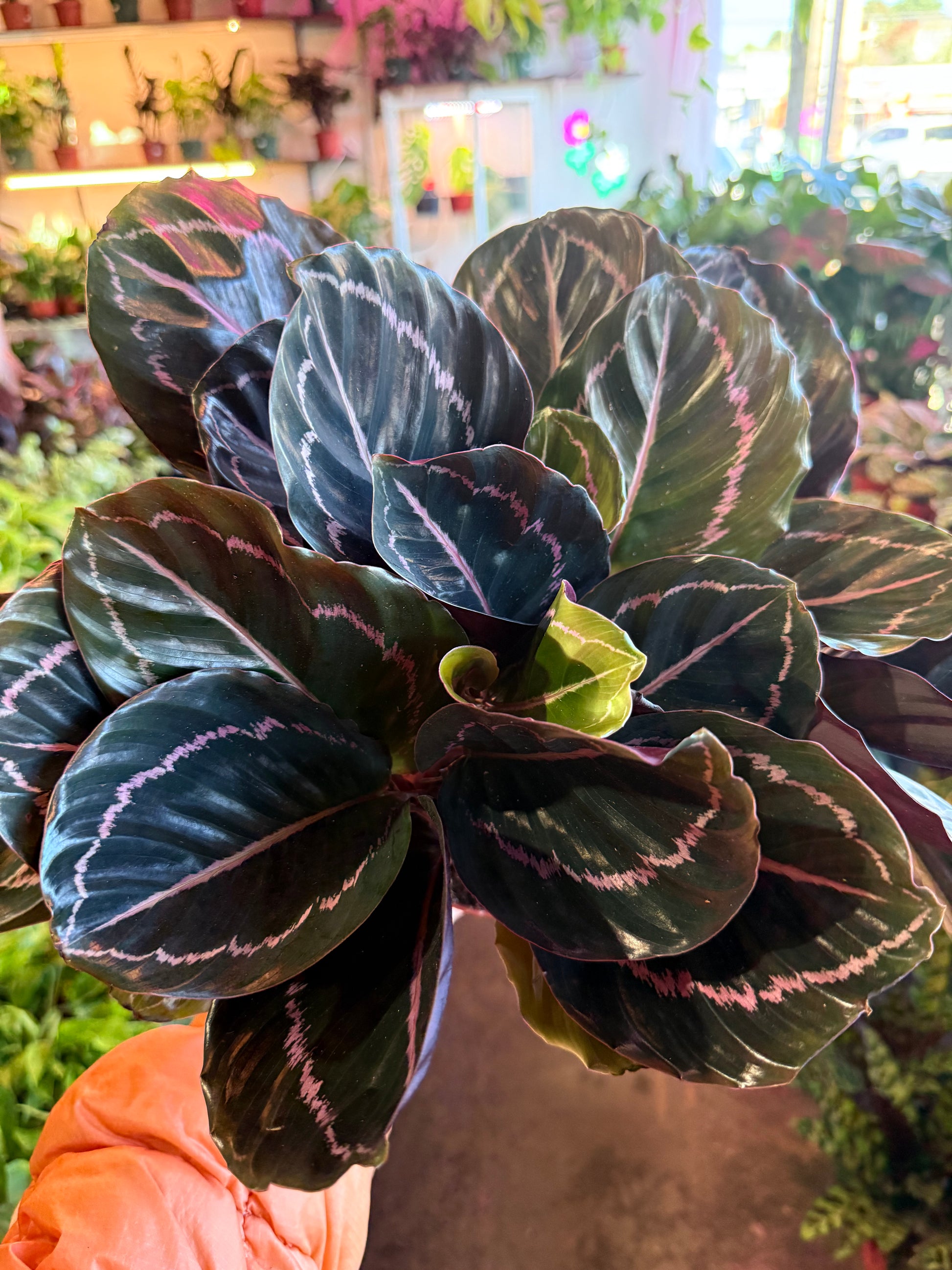 calathea dottie prayer plant Calathea 'Dottie'