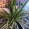 Dracaena ‘Sun Ray’