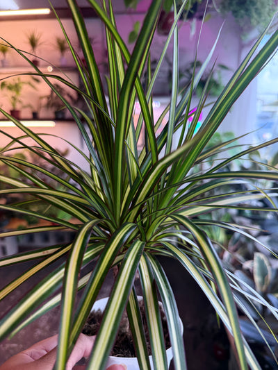 Dracaena ‘Sun Ray’