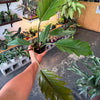 Philodendron ‘Choco Empress’