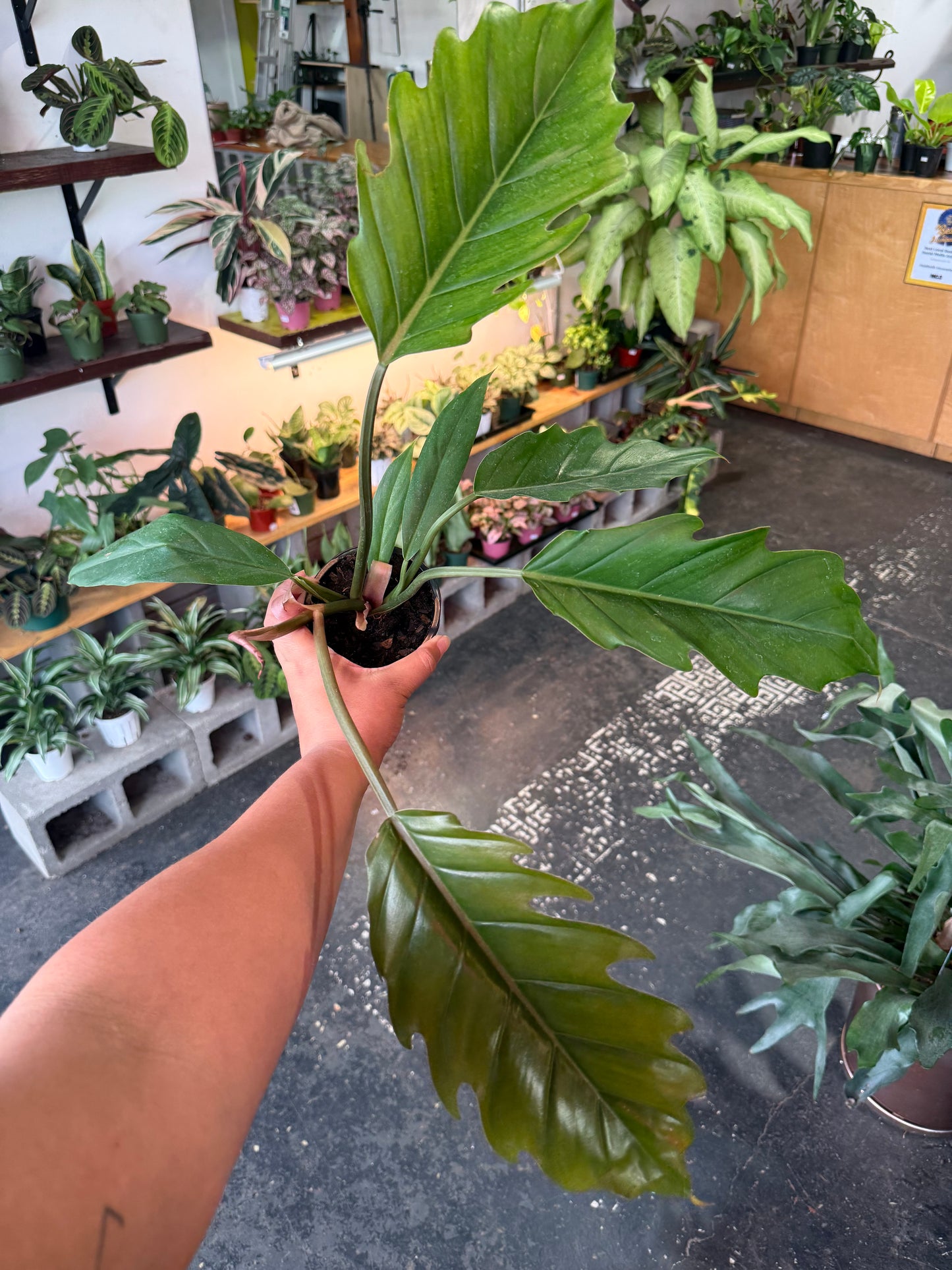 Philodendron ‘Choco Empress’