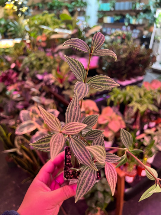 Peperomia 'Parallel'