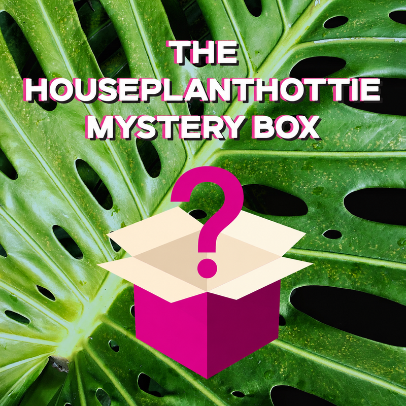 Mystery Box by @HouseplantHottie *Updated Read Description*