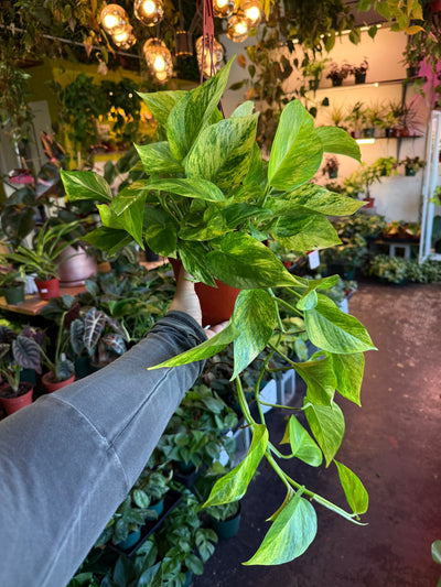 Pothos ‘Neon Queen’