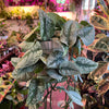 Scindapsus Pictus 'Exotica'
