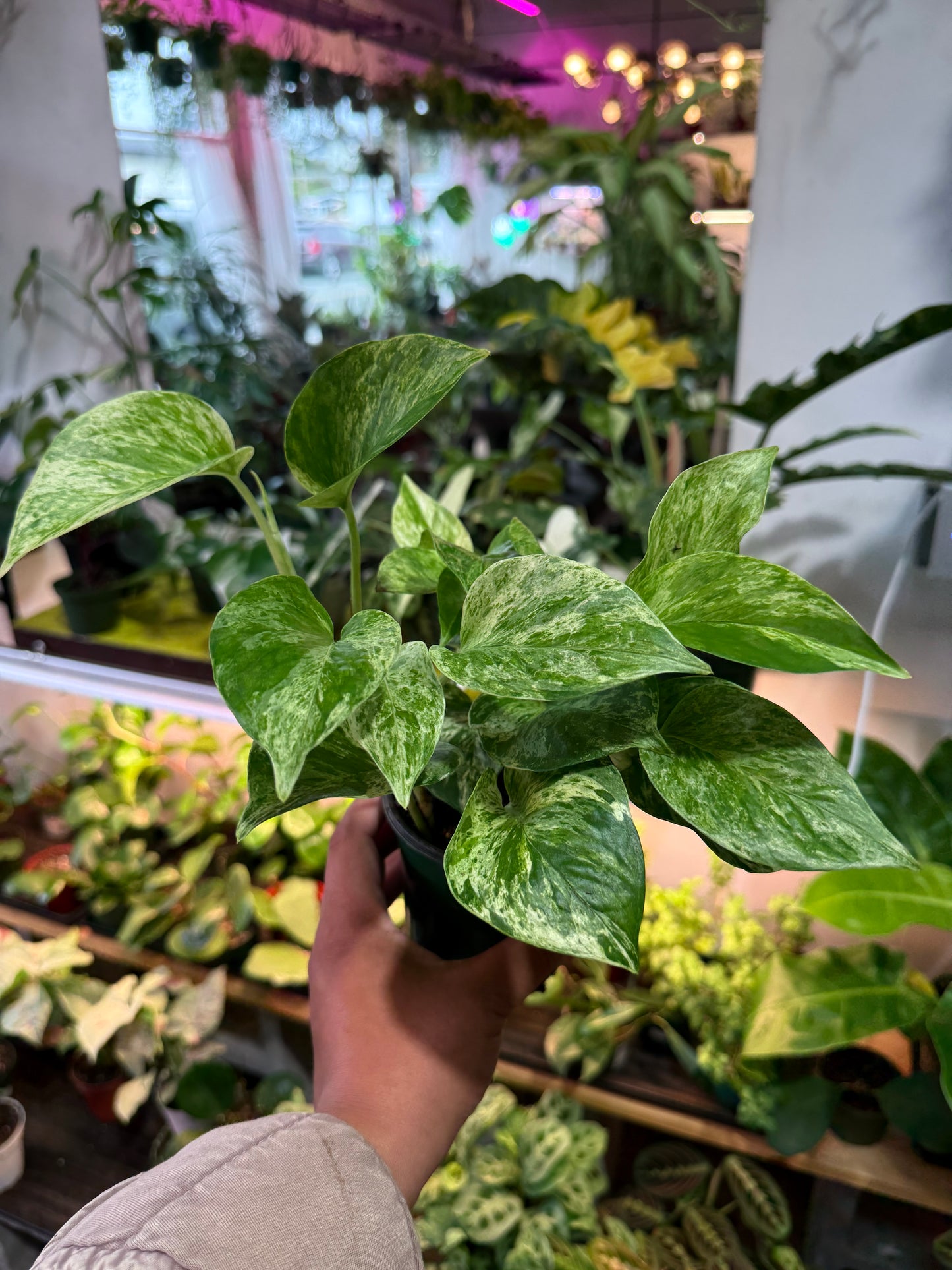Pothos 'Marble Queen'
