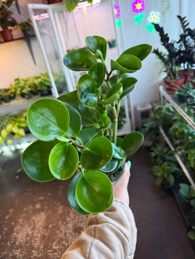 Peperomia Lemon Lime
