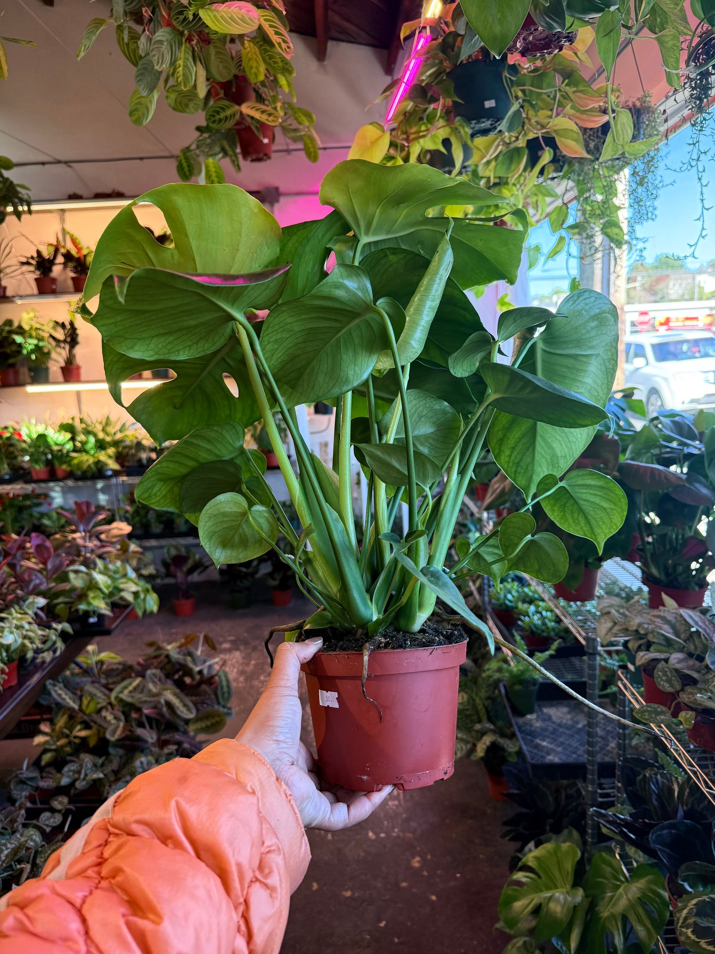 Philodendron Monstera Split-Leaf