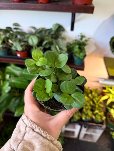 Peperomia 'Hope'