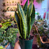 Sansevieria 'Laurentii'