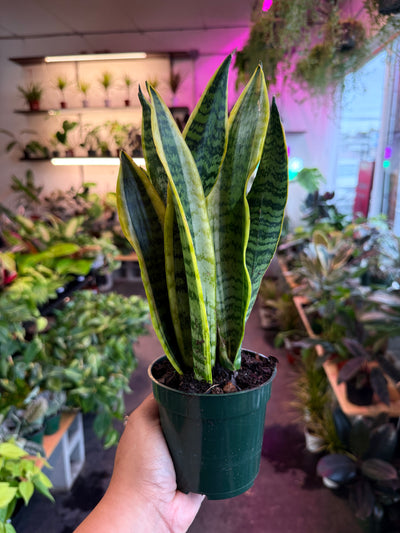 Sansevieria 'Laurentii'
