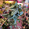 Scindapsus Pictus 'Exotica'