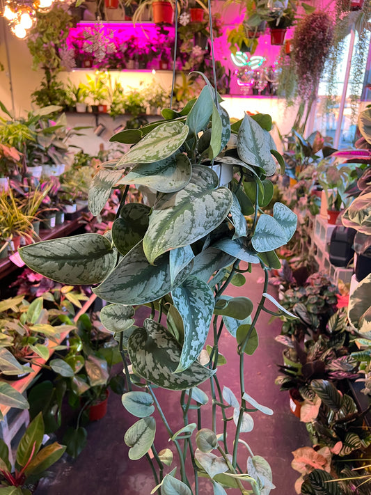 Scindapsus Pictus 'Exotica'