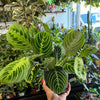Maranta Lemon Lime