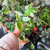 Hoya Krimson Queen