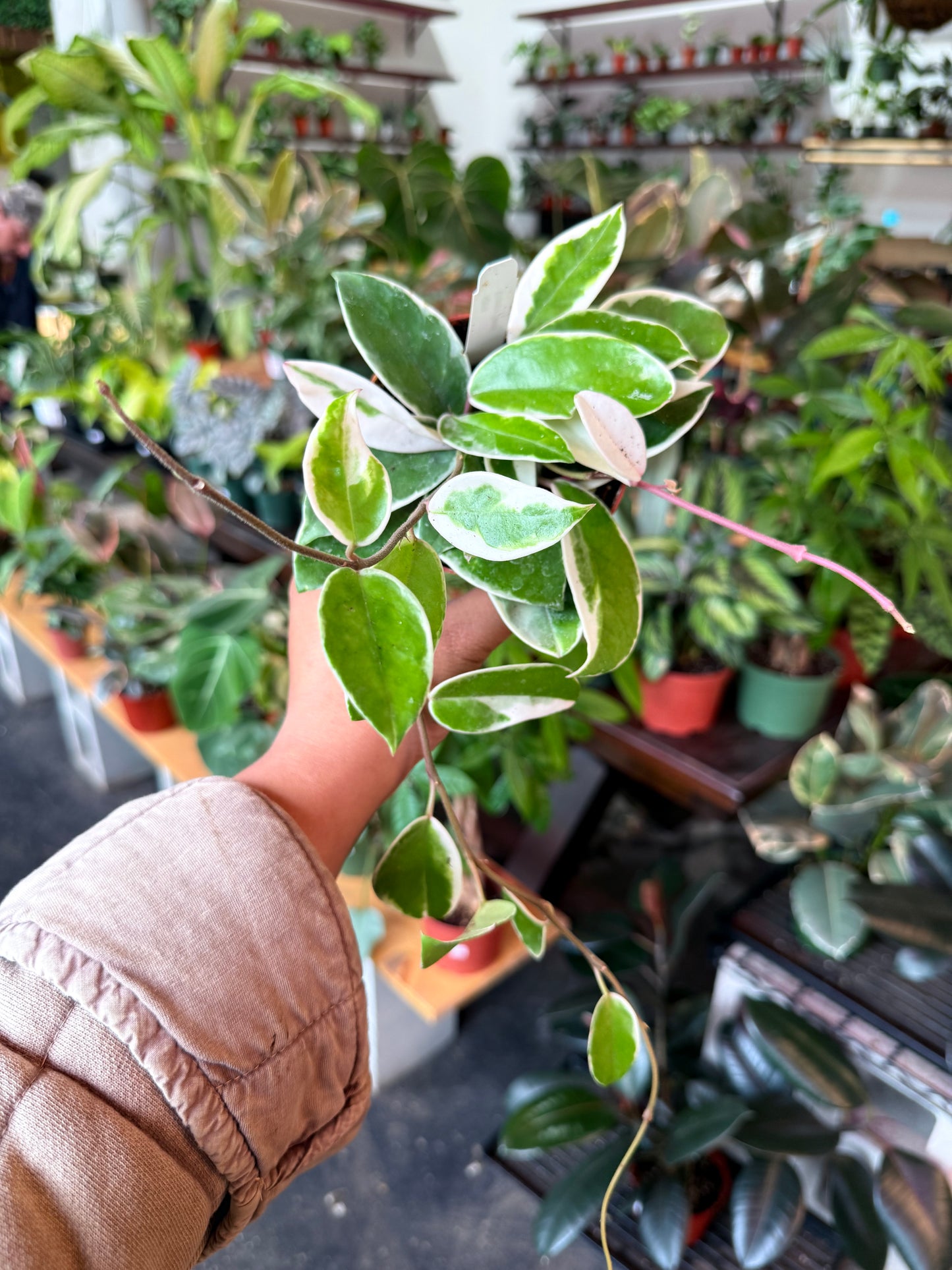 Hoya Krimson Queen