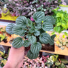Peperomia ‘Frost’