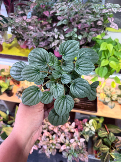 Peperomia ‘Frost’