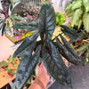 Alocasia 'Scalprum’