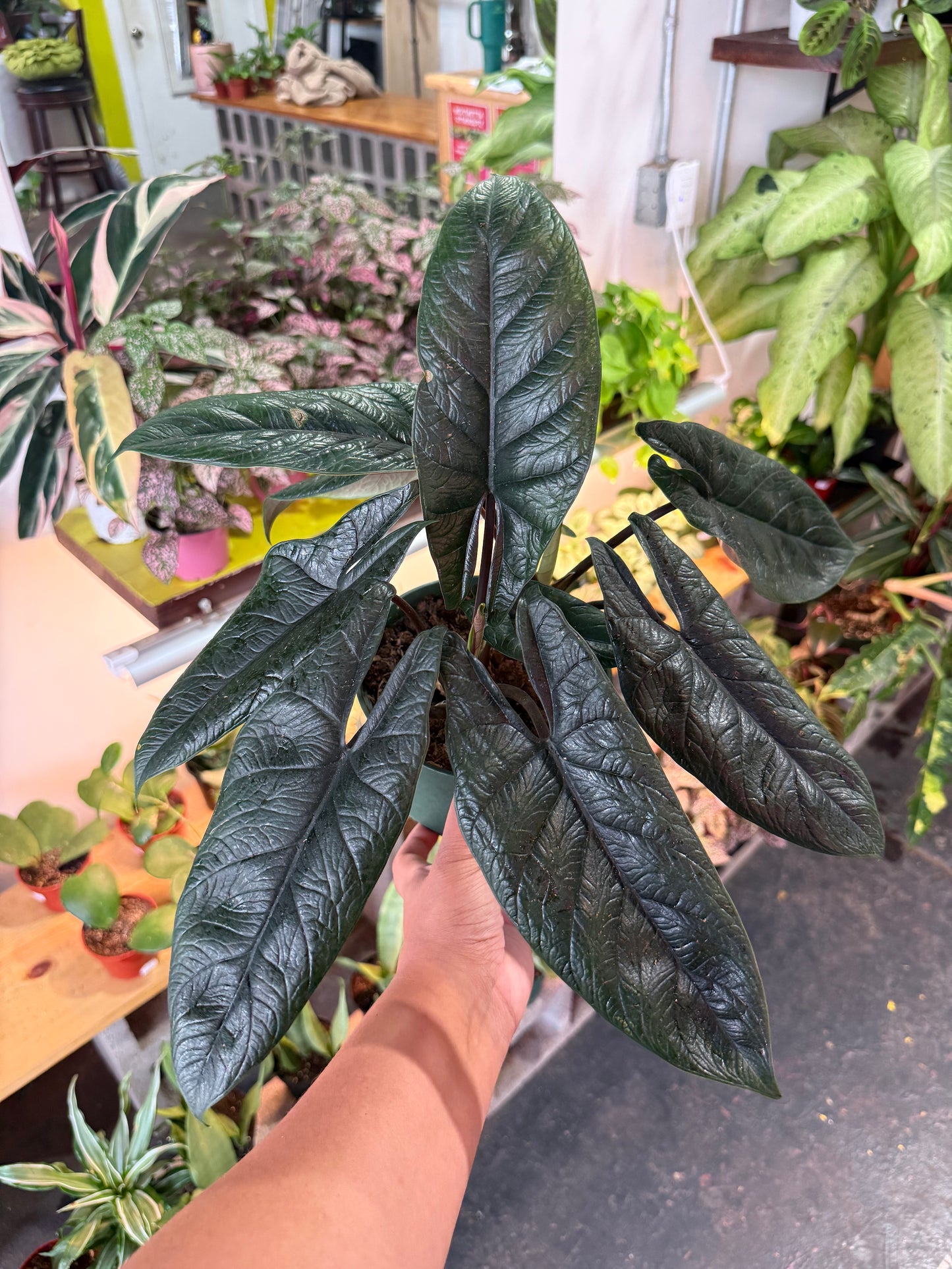 Alocasia 'Scalprum’
