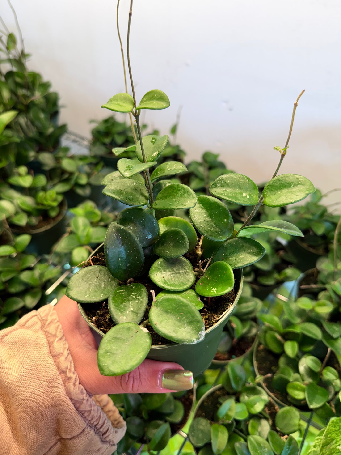 Hoya ‘Mathilde Splash’