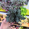 Peperomia ‘San Marino’
