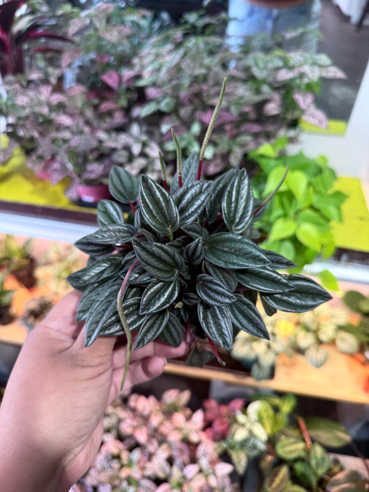 Peperomia ‘San Marino’