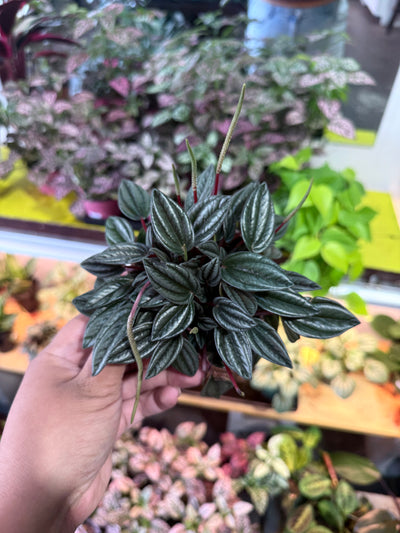 Peperomia ‘San Marino’