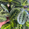 Maranta Lemon Lime