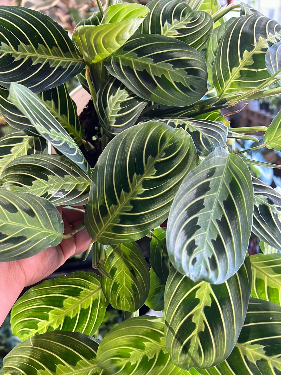 Maranta Lemon Lime