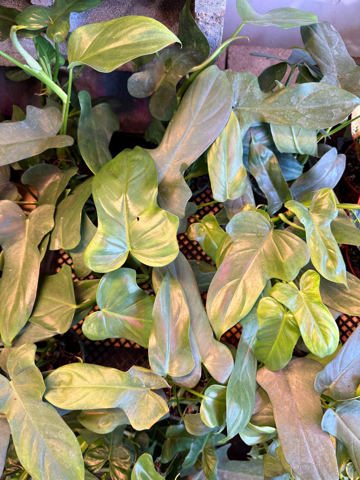 Philodendron 'Horsehead'