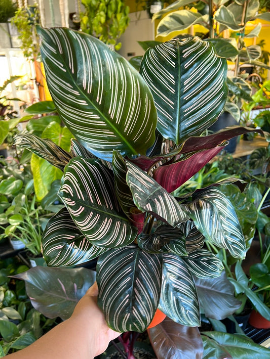 Calathea 'Ornata'