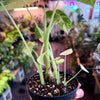 Alocasia ‘Freydek Variegated’