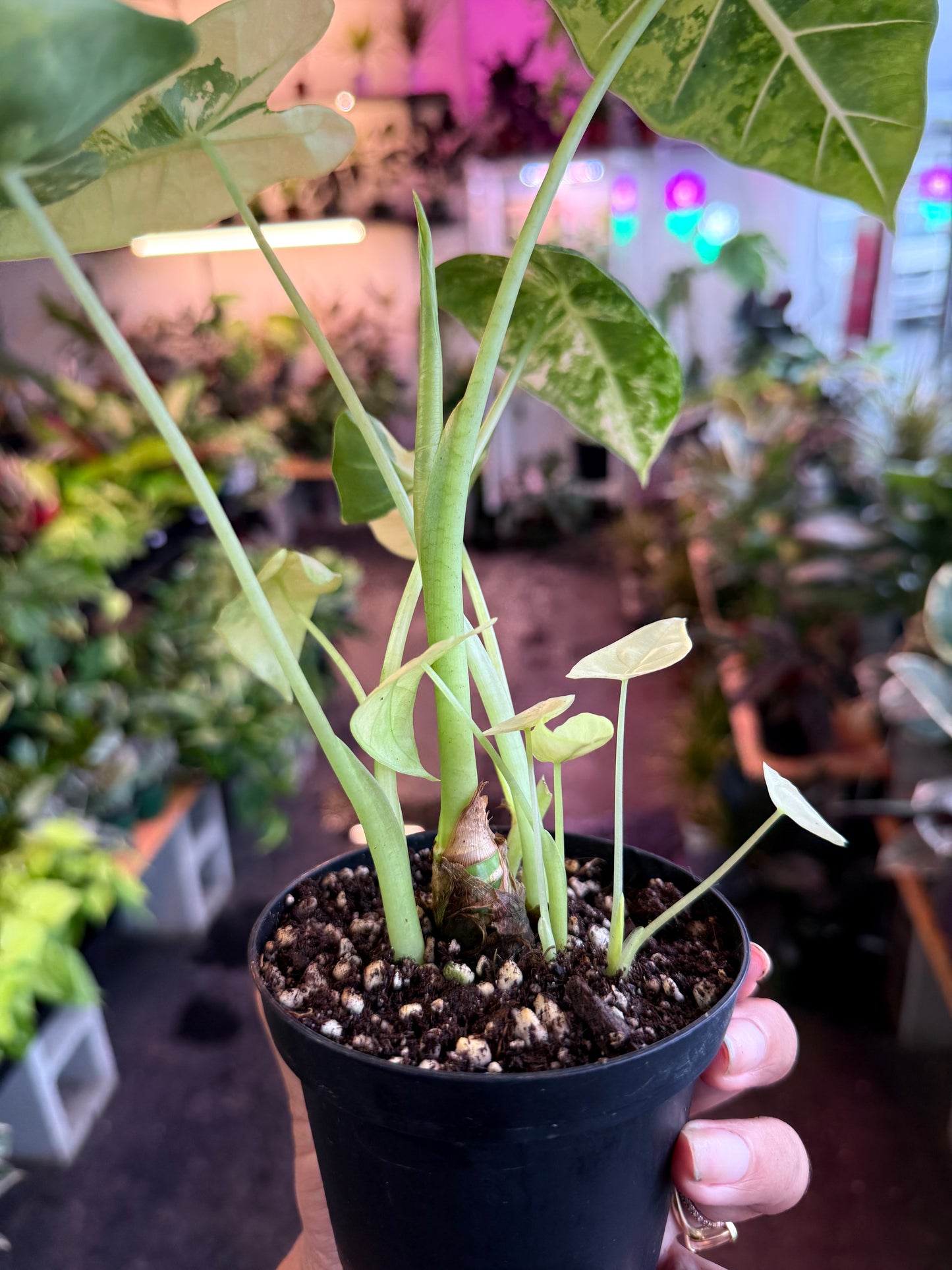 Alocasia ‘Freydek Variegated’