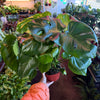 Philodendron Monstera Split-Leaf