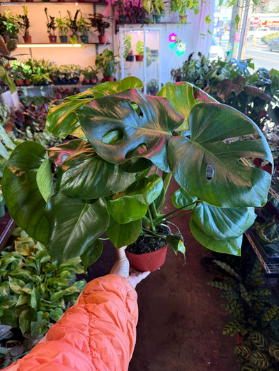 Philodendron Monstera Split-Leaf
