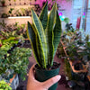 Sansevieria 'Laurentii'