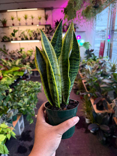 Sansevieria 'Laurentii'